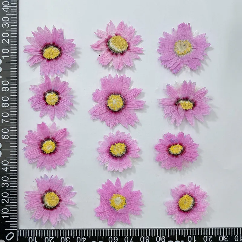 24pcs/2-4CM,Natural Pressed Fl - Home Decor Daisy 评论和价格